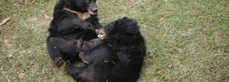 Livres! Dupla de ursos se abraa aps anos de abuso e sofrimento em fazendas clandestinas