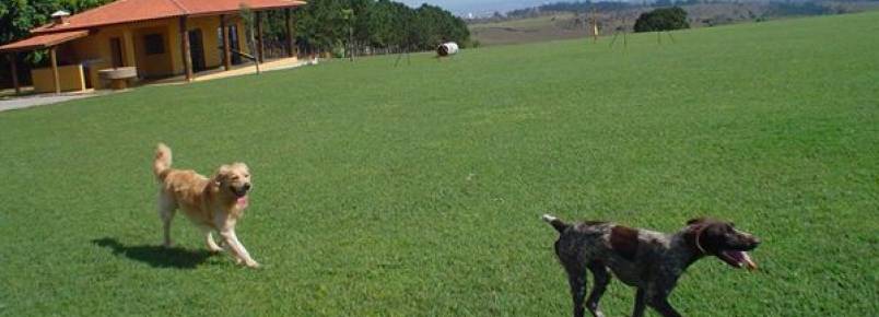 Especialista aponta sintomas de cães com problemas emocionais