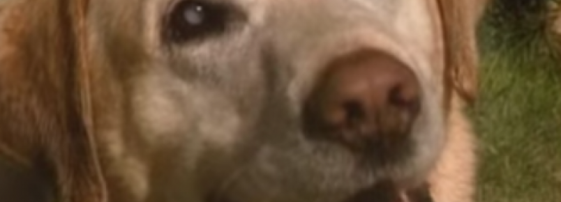 Cão cego salva adolescente de afogamento nos EUA