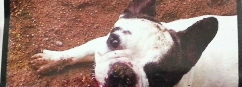 Família oferece R$ 1 mil por cão desaparecido 