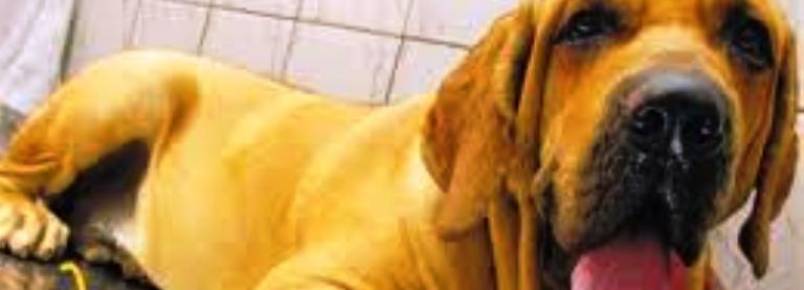 Seu animal de estimação pode ajudar a salvar vidas