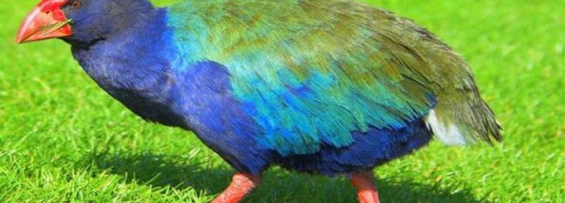 Animais considerados extintos reaparecem