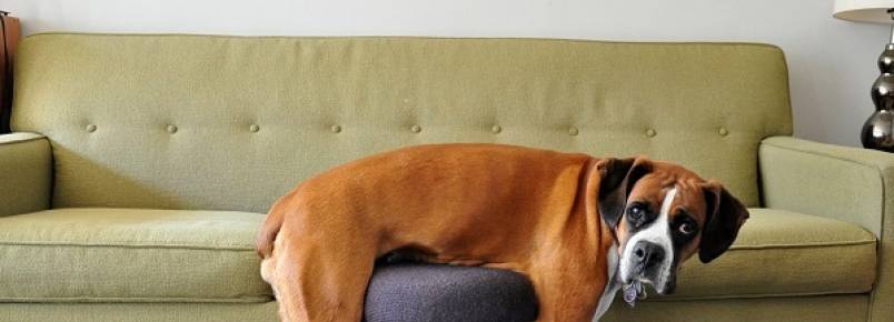 Cachorros atrapalhados que não entendem os móveis dos humanos 
