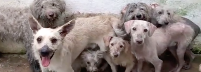 Protetora falece e deixa 19 cães órfãos em São Paulo