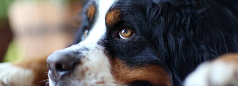 Por que você não deve chamar um cão pelo nome quando vai corrigi-lo?