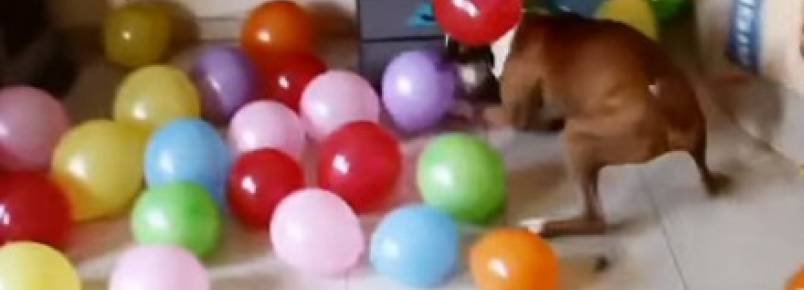 Cão ganha melhor presente de aniversário do mundo