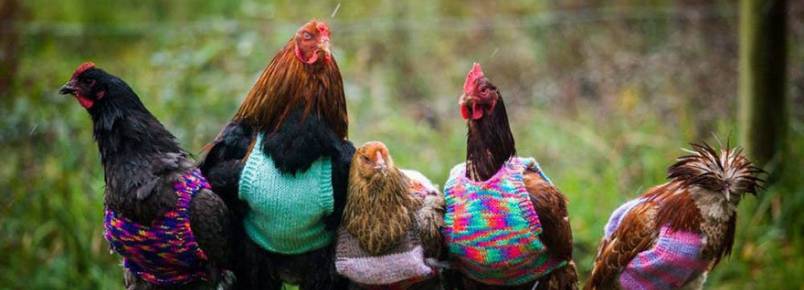 Me e filha tricotam casacos de l para galinhas que passaram anos em cativeiro
