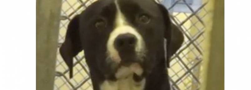 Vídeo emocionante mostra reação de um cachorro no momento em que é adotado