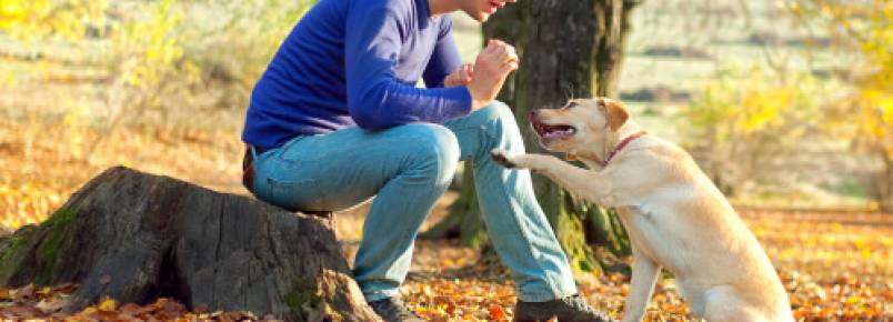 O que fazer se meu filho tem medo de cachorros