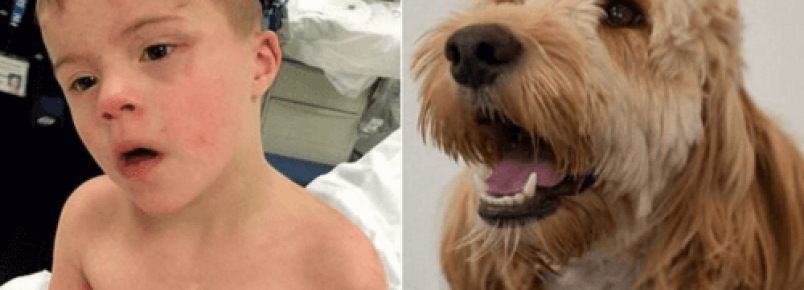 Um cão salva um menino com síndrome de Down