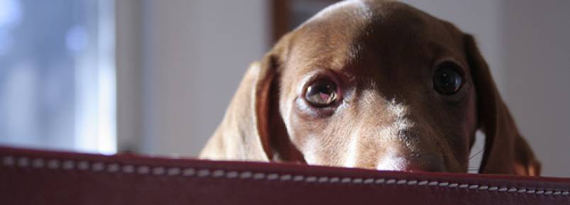 Depressão em cães: Sintomas, causas e tratamento