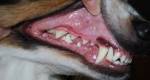O que fazer quando o cachorro quebra o dente? 