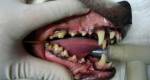 Os principais problemas nos dentes de cães e gatos