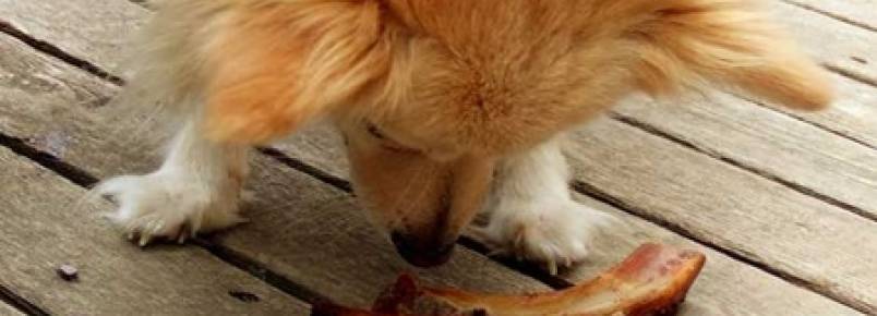Saiba 10 comidas proibidas para cachorro