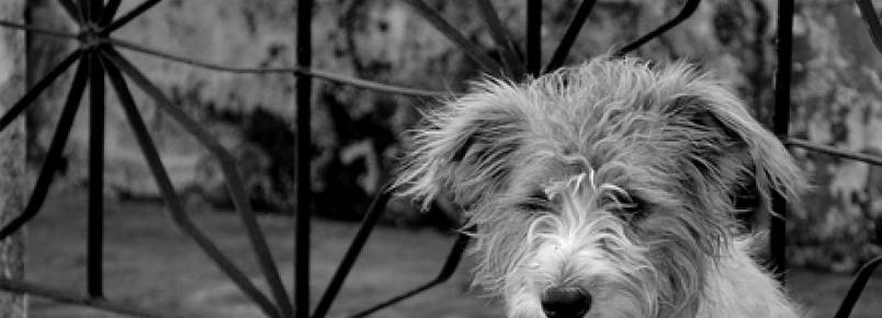 Cão perdido? Dicas para encontrar animais desaparecidos
