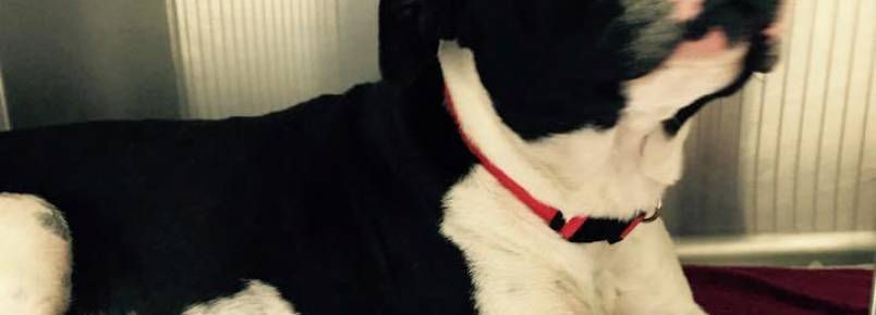 Pit bull abandonada cuida de gatinha recém-nascida como se fosse sua