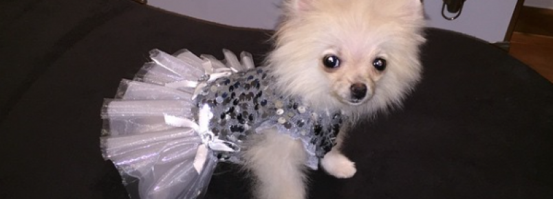 Conheça a nova cachorra de Celso Zucatelli