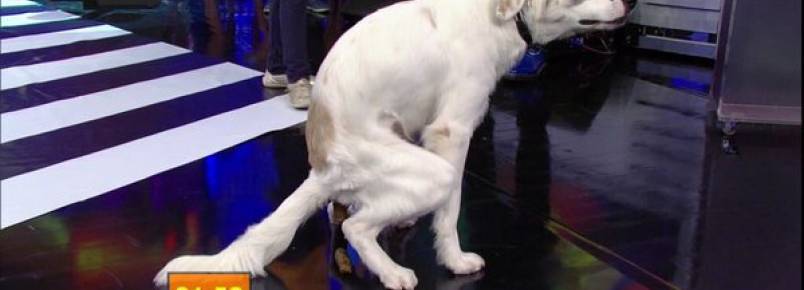 Cachorro faz coco ao vivo no Faustão e diverte todo mundo