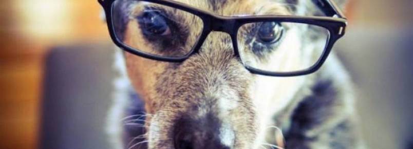 Será que os cães também precisariam usar óculos quando envelhecem?