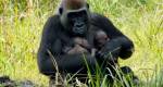 Os primeiros gmeos de gorila da frica Central