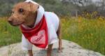 Cão cego que era mantido preso em uma despensa é resgatado e ganha vida que merece