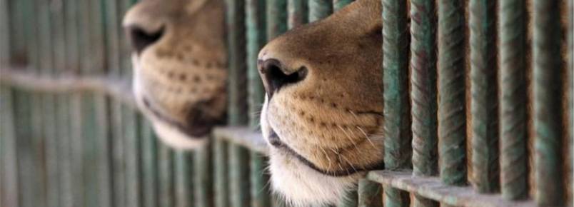 Mais de 30 leões são resgatados no Peru e na Colômbia