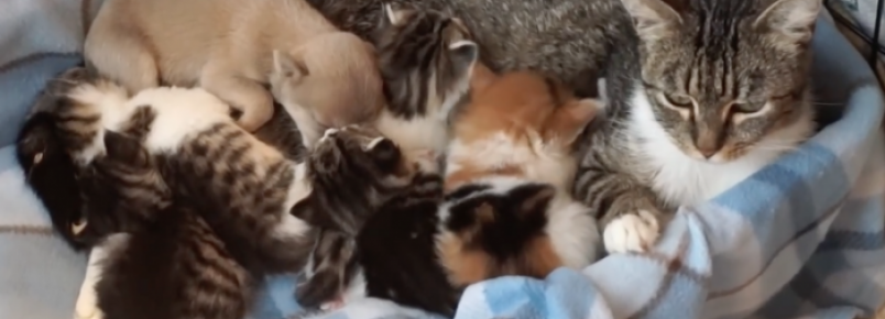 Cachorrinho órfão é acolhido por gata e seus filhotes