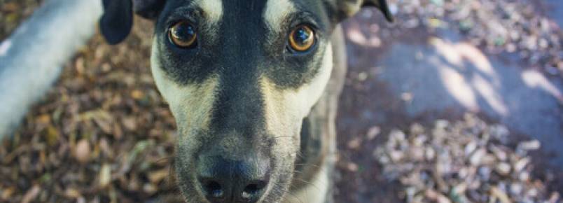 A reao de um cachorro vtima de maus-tratos ao receber o primeiro carinho