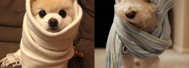 Como cuidar dos animais de estimação durante o frio?