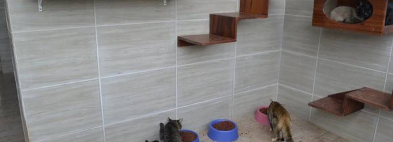 Gatil da Prefeitura recebe melhorias para alojar animais retirados das ruas