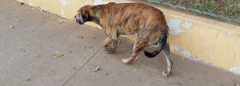 Injusta agressão. Cão é machucado em Itanhomi (MG)
