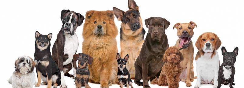 Vem aí: 2º Encontro dos Apaixonados por Cães de Monlevade (MG)