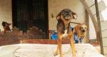 Cães vivem situação de abandono e maus-tratos em Petrópolis (RJ)