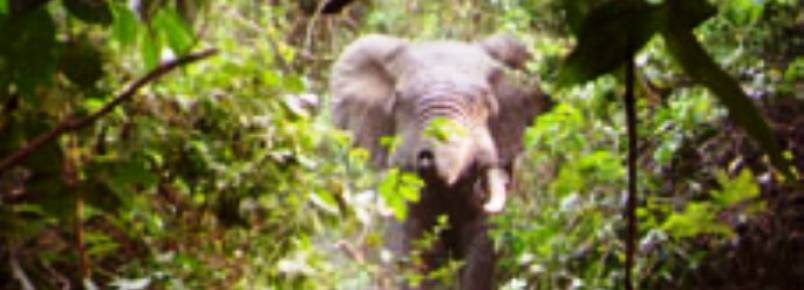 IBAP confirma presença de elefantes nas florestas da Guiné-Bissau