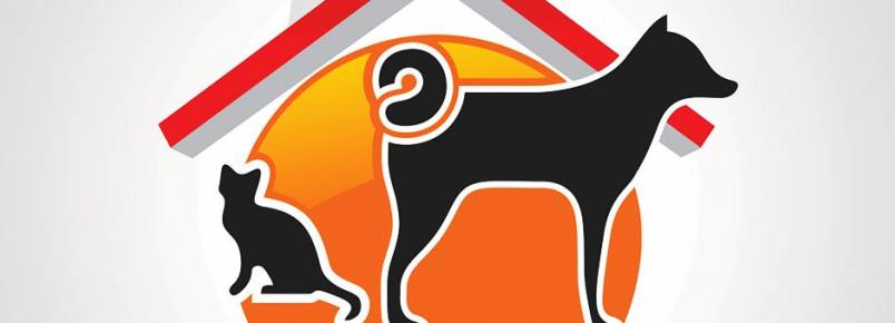 ONG resgata e encaminha para adoção animais abandonados em Jequié (BA)