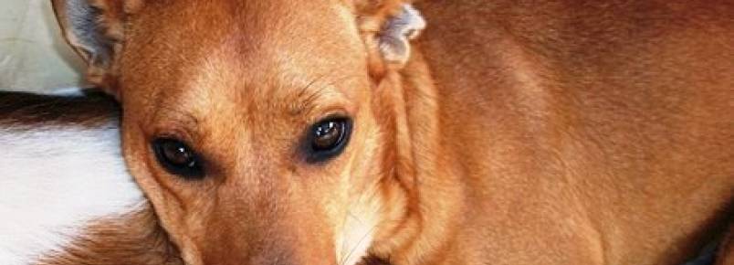 Cachorro desapareceu de casa no Bairro Liberdade em Esteio