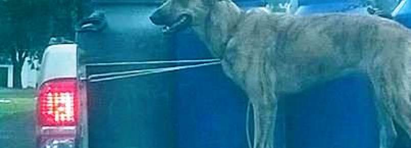 Motorista é flagrado transportando cachorro sem proteção em Manaus (AM).