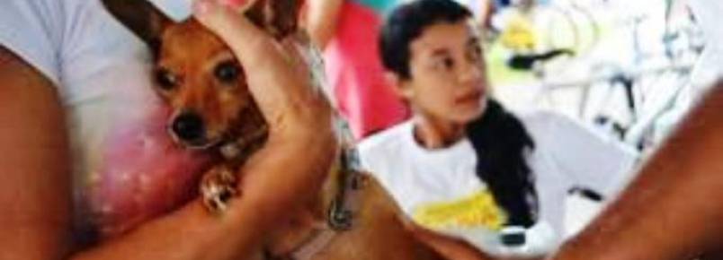 CCZ de Araguana vacina 90% dos animais contra a raiva