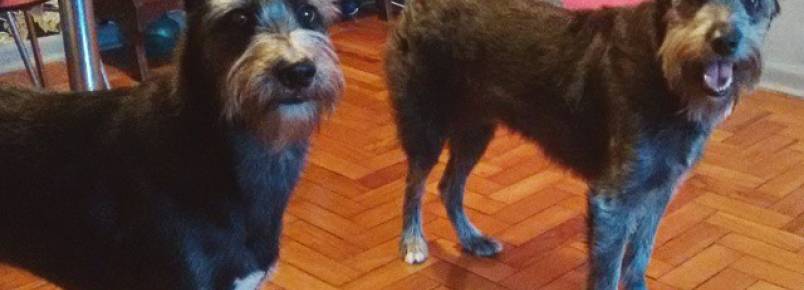 Conheça Café e Django, uma dupla de mestiços que vai conquistar você!