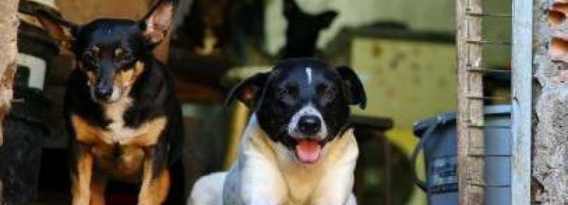 Amigos fazem campanha para ajudar 67 cães de idosa que morreu
