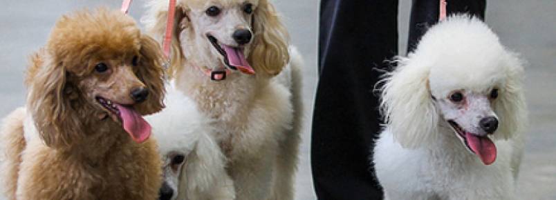 9 cuidados com seu cão na hora do passeio