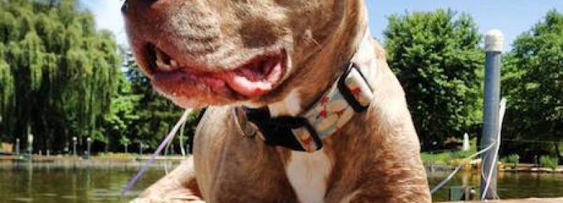Pit bull de duas pernas dá exemplo de superação