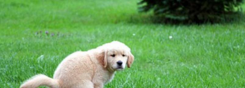 Por que o cachorro demora tanto pra fazer cocô? 