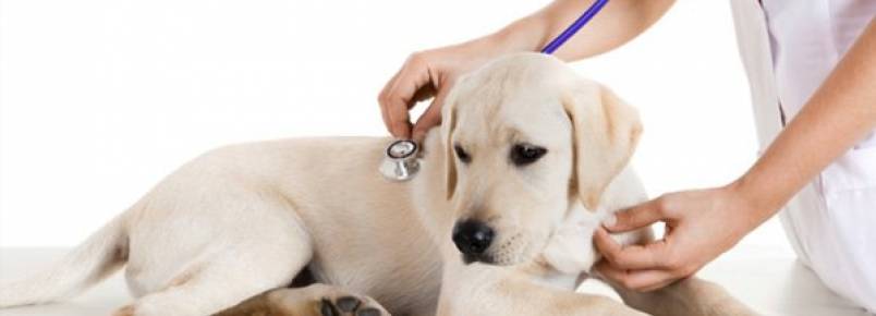 Anemia nos cães