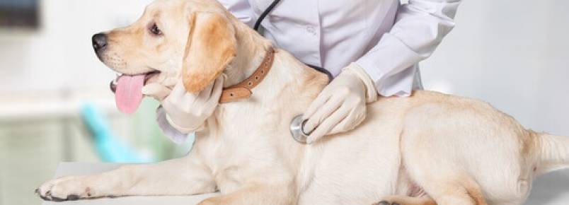 Um novo hospital dá esperança aos animais mais esquecidos