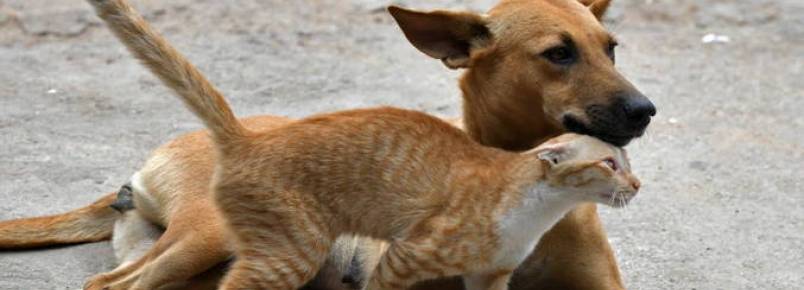 Dono de cão gasta o dobro que o de gato por mês, aponta pesquisa