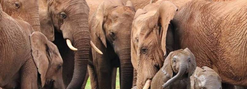 Gene encontrado em elefantes pode ser chave para evitar o câncer, dizem cientistas