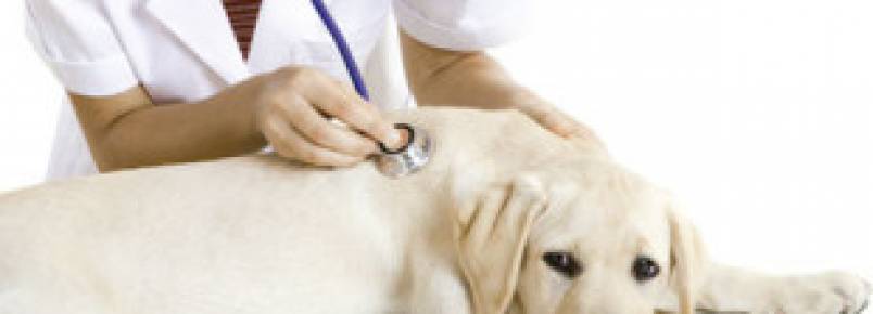 Com 16 mil animais nas ruas, Campinas conta com ações privadas para cuidado