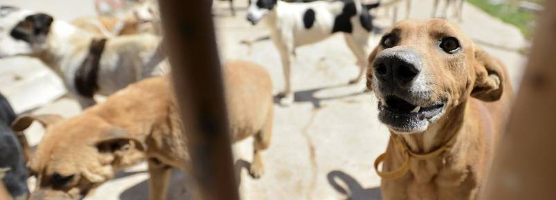 Oito entidades recolhem cães e gatos nas ruas