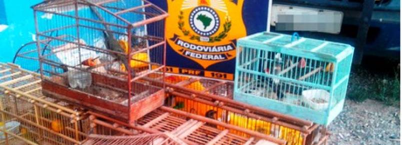 Homens so detidos por vender ilegalmente pssaros silvestres em Itaberaba